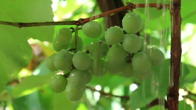 Оптимальное время полива винограда
