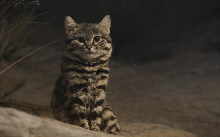  Фото: Wikimedia Commons 