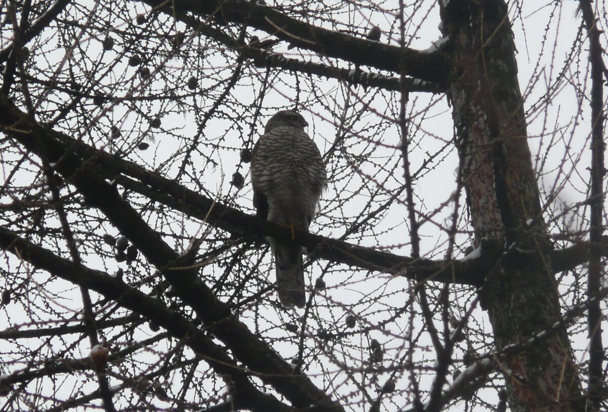 Перепелятник в засаде