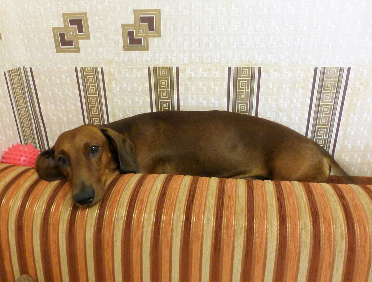 Баська пару лет назад. Его сложно фотографировать, не любит позировать.