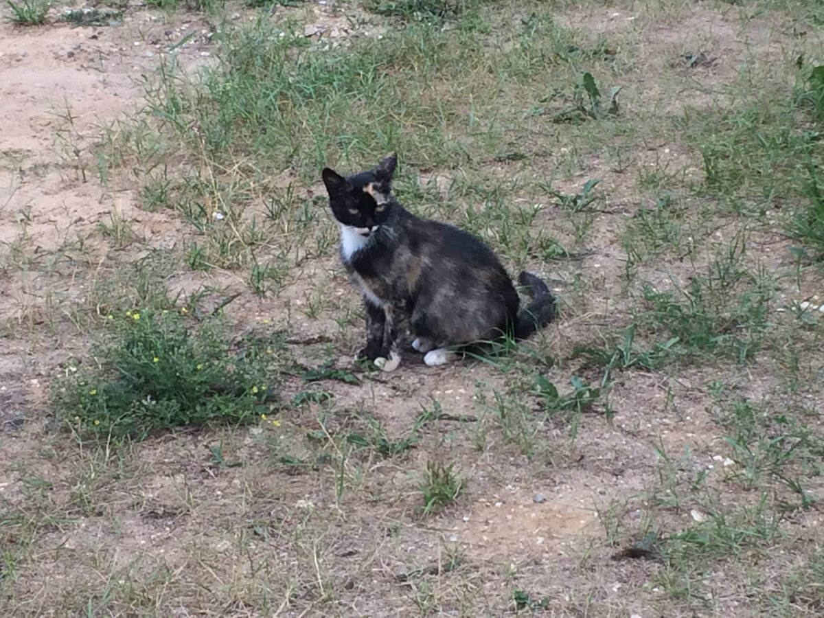 🐱 И пусть черепаховая кошка чихнёт рядом с невестой. Приметы, связанные с  трёхцветными кошками | Коты&Люди | Дзен