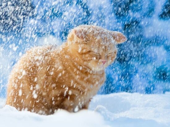 Фотоизображение из интернета.