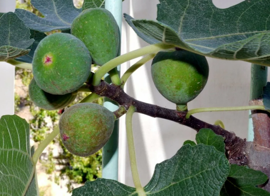 Фотография взята из источника cypressgarden.ru