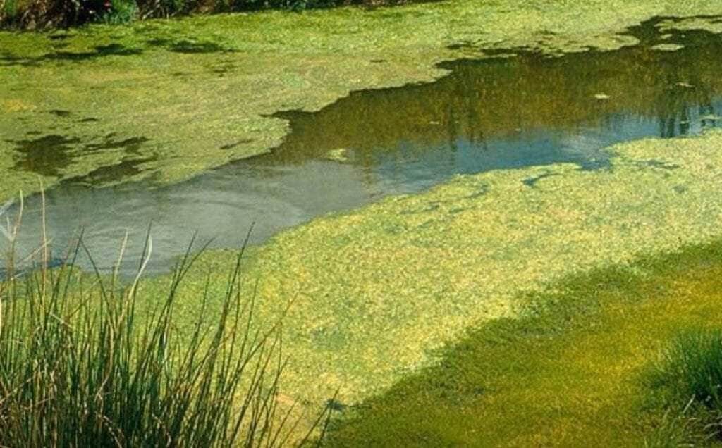 На рисунке показано что в процессе эвтрофикации в водоеме может произойти раванда