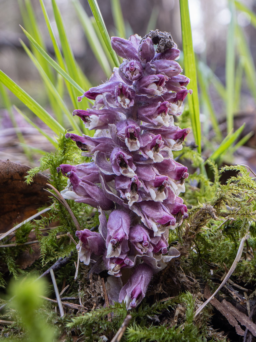 Петров крест (lathraea squamaria)