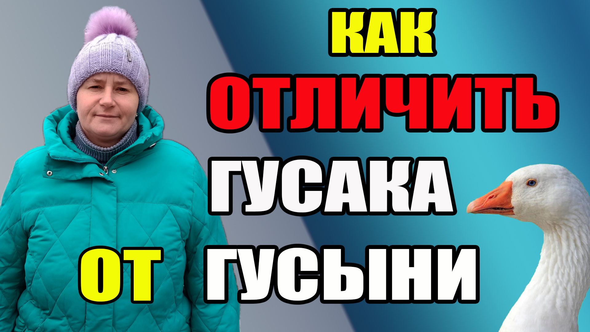 Как отличить гусака от Гусыни. Чем отличается Гусак от Гусыни. Как отличить гусака от Гусыни в маленьком возрасте фото.