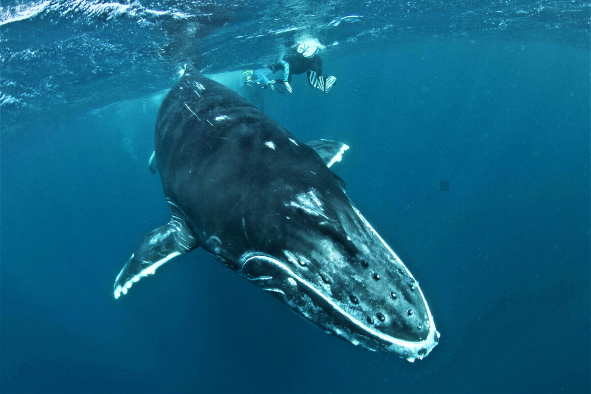 Оказаться рядом с этим гигантом это прекрасно