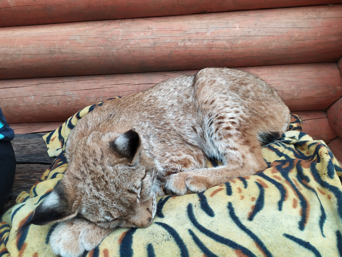 Самая добрая рысь в мире!