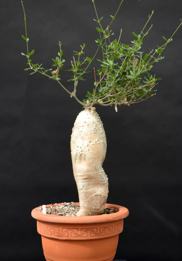 Extra Large Fockea edulis 2 - Google Search Fat plants, Planting succulents, Exo