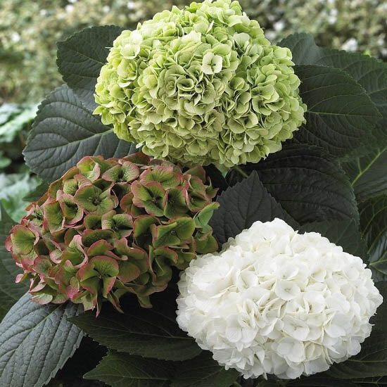 Гортензия крупнолистная Напо (Napo), 2 фото