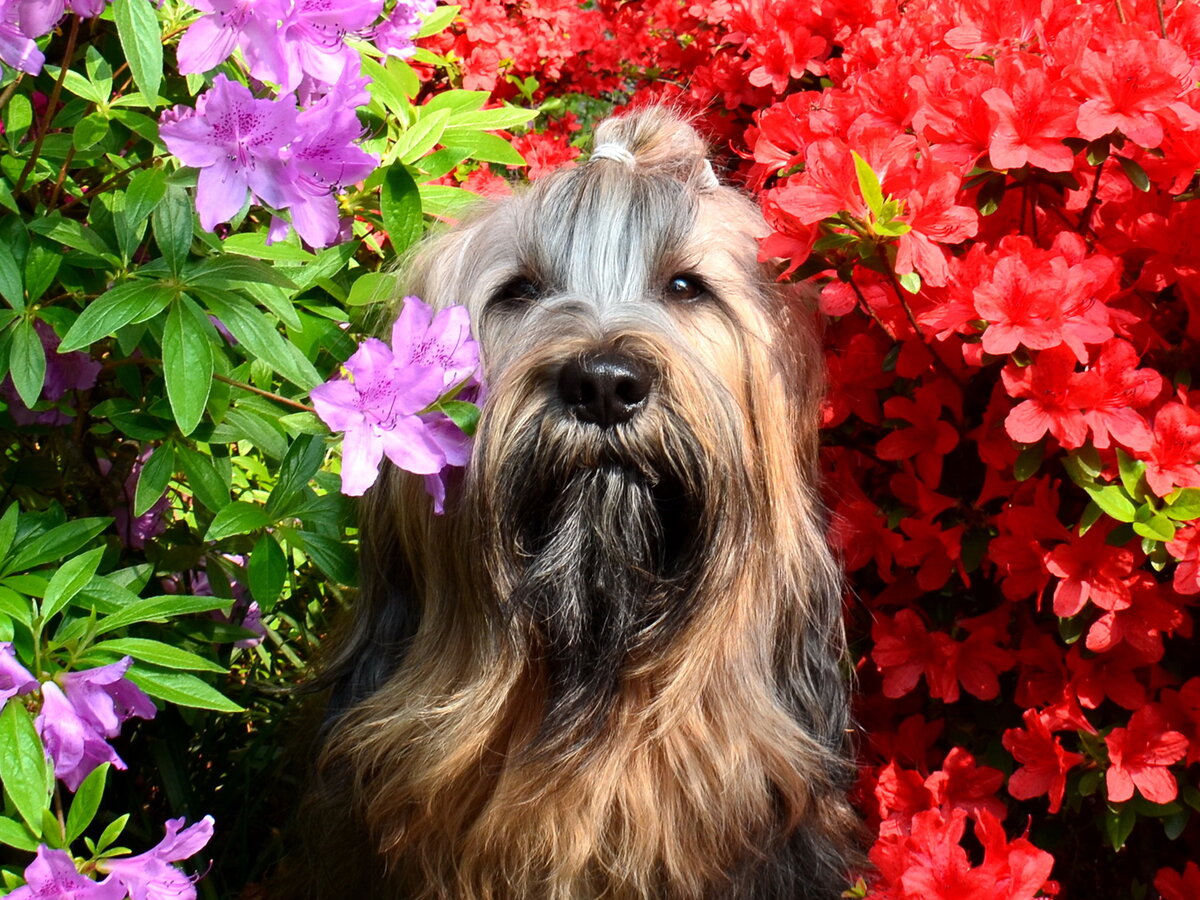 Тибетский терьер среди рододендронов. Фото из личного архива