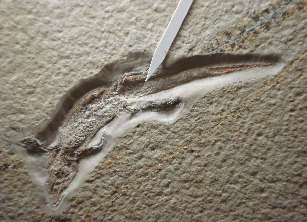 Слепок скелета ардеозавра