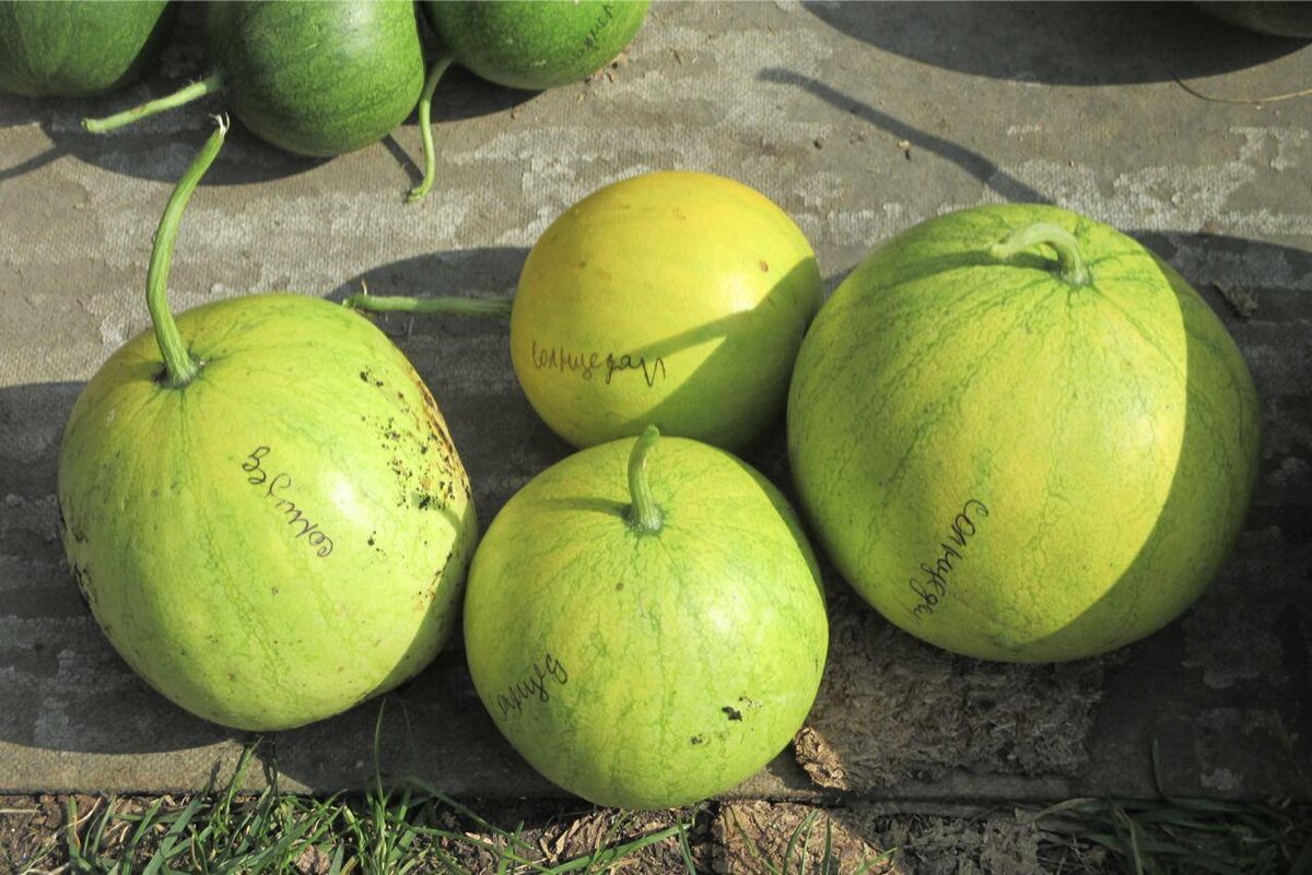 прививка арбуза на лагенарию язычком. прививка арбузов на лагенарию. прививка арбуза на лагенарию. арбуз привитый на лагенарию. прививка арбуза на лагенарию.