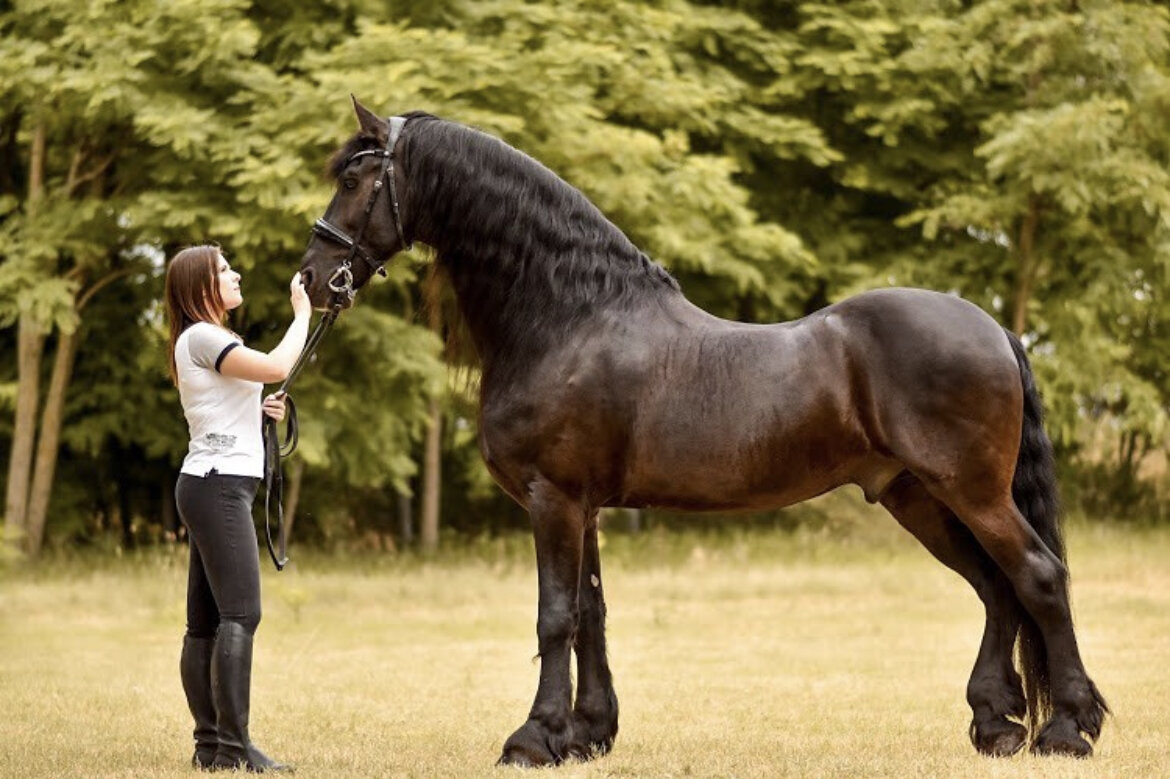 Посмотрите на спину фриза. Что с ней станет, если придавить 100 кг веса?