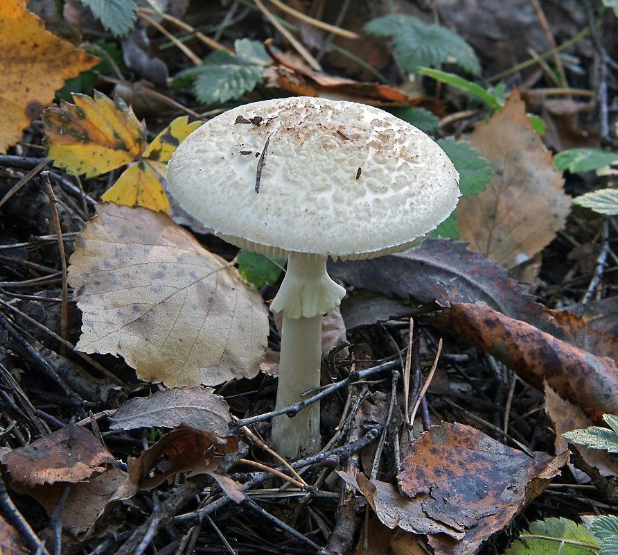 Какие грибы похожи на поганки. Мухомор поганковидный. Мухомор поганковидный Amanita citrina. Мухомор белый поганковидный. Бледная поганка (мухомор зеленый).