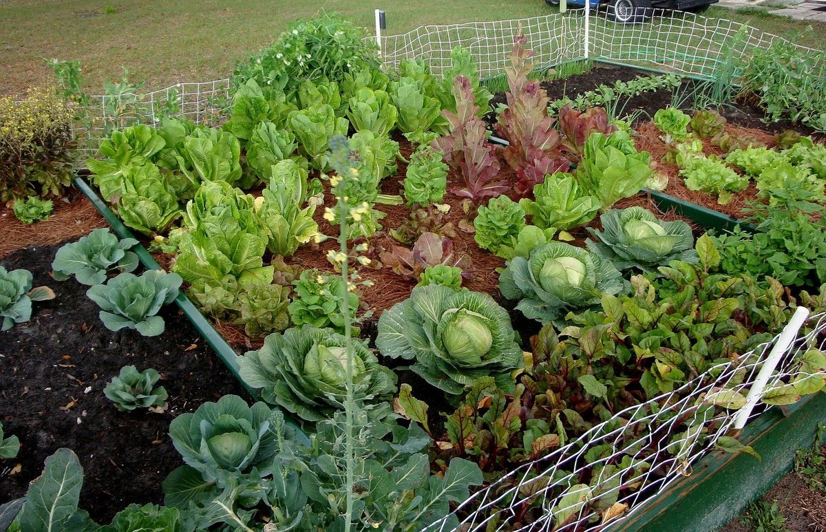 Сопутствующие посадки.