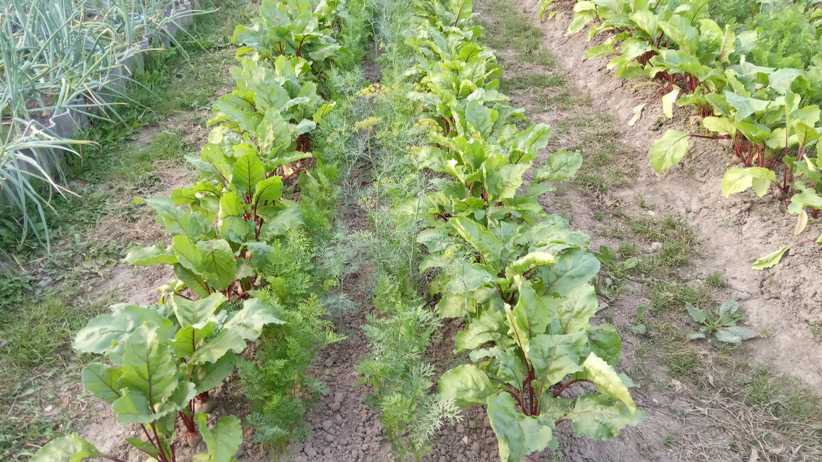 Это мои прошлогодние грядки моркови и свеклы. Сажала их на одной грядке