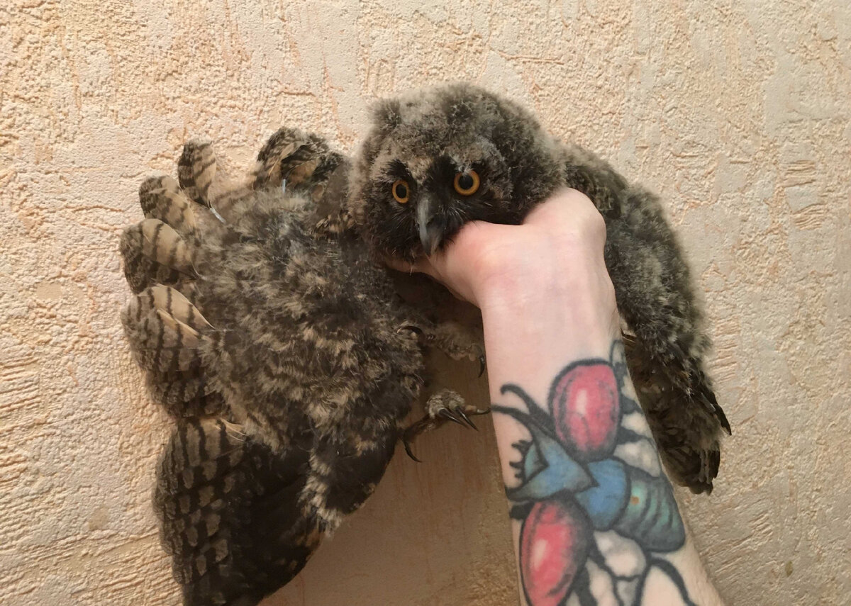 Старший птенец