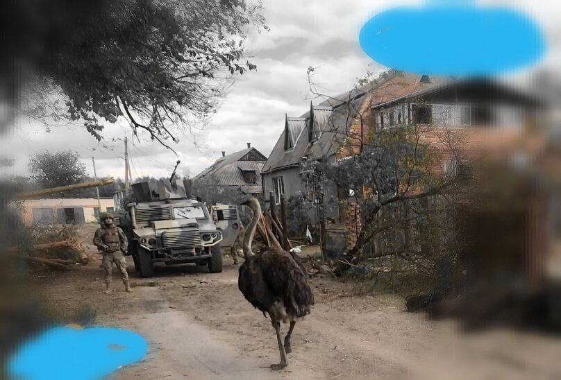 Встречайте местного страуса, который в отличии от боевиков не испугался Отважных.