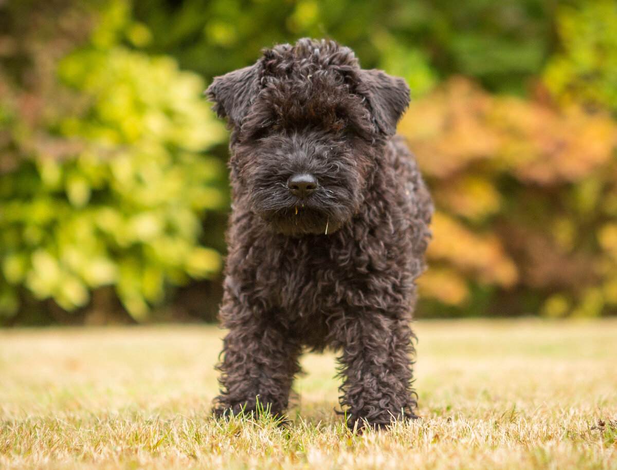 Щеночек керри-блю-терьера (Фото: https://www.flickr.com/photos/martinhesketh/29626502022/)