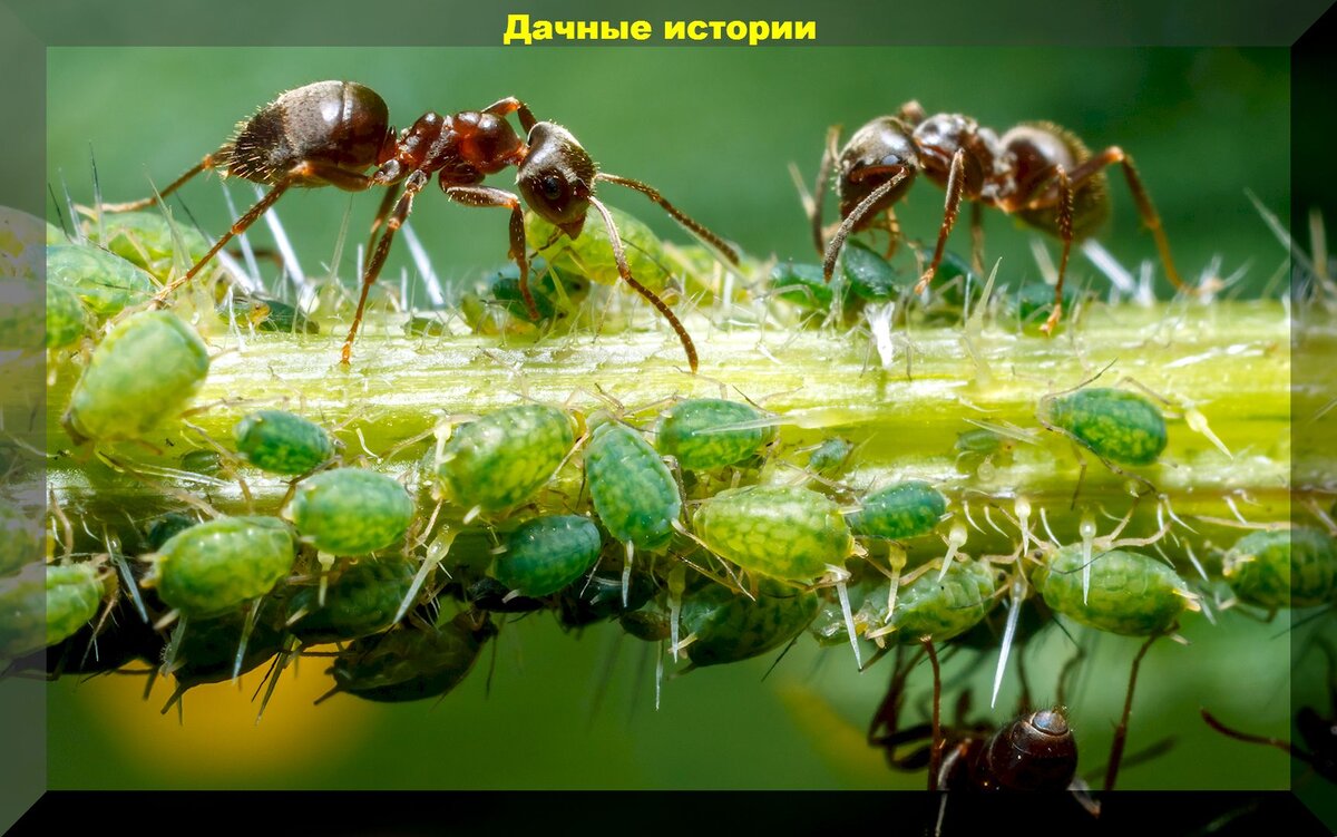 https://vk.com/photo-159774511_457253794