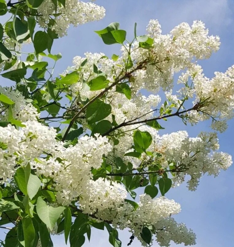 У нас ещё только черёмуха зацвела. Очень поздно в этом году. 