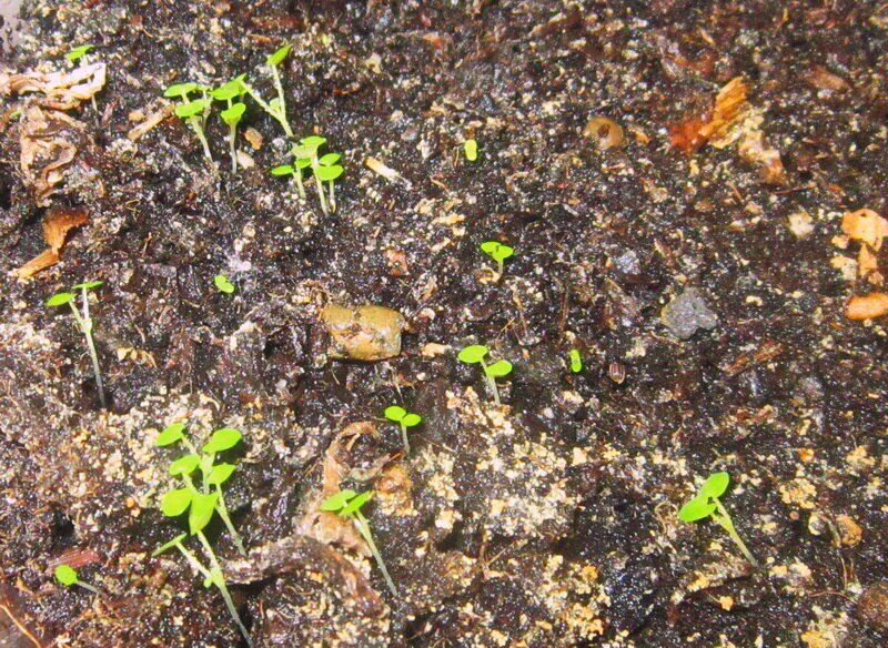 Все фотографии в этой публикации - авторские