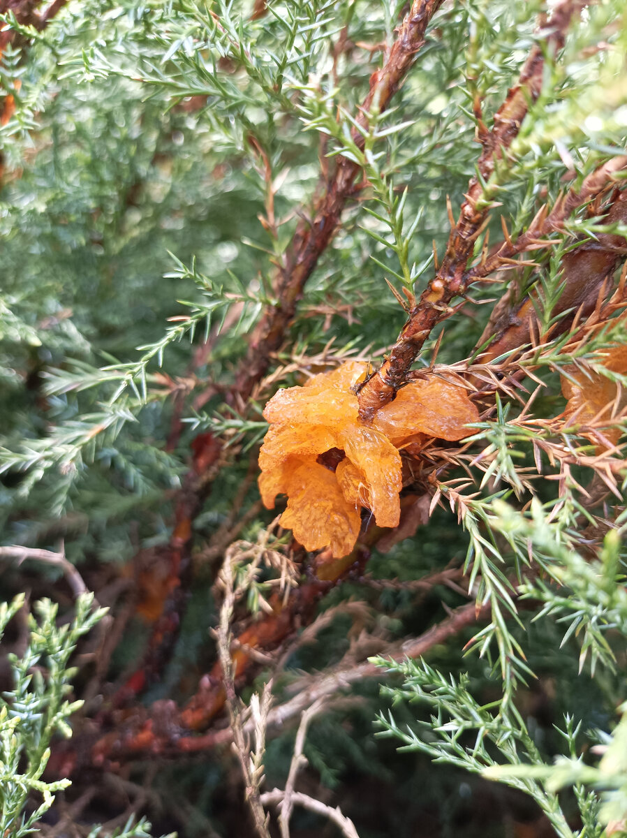 Ржавчина можжевельника. Gymnosporangium sabinae. Ржавчина на можжевельнике. Ржавчина на можжевельнике фото. Можжевельник рядом с грушей посажены.