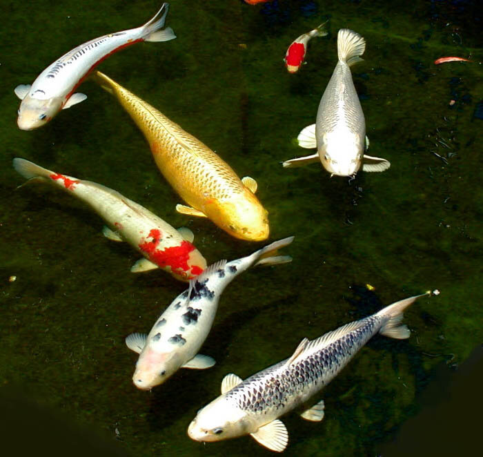          (鯉, ),    .     ,         ,     .-5