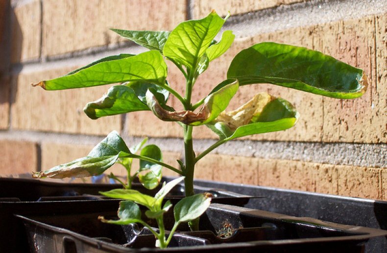 Яндекс Картинки