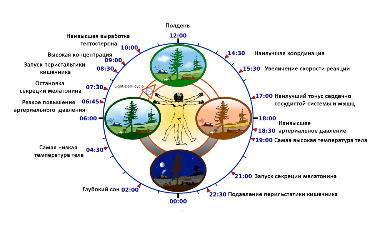 Схема циркадного ритма человека биологические часы и примерный суточный ритм органов