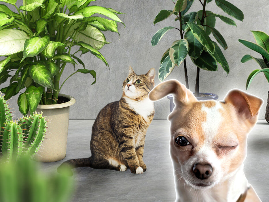 Растения, которые могут быть вредны для домашних животных