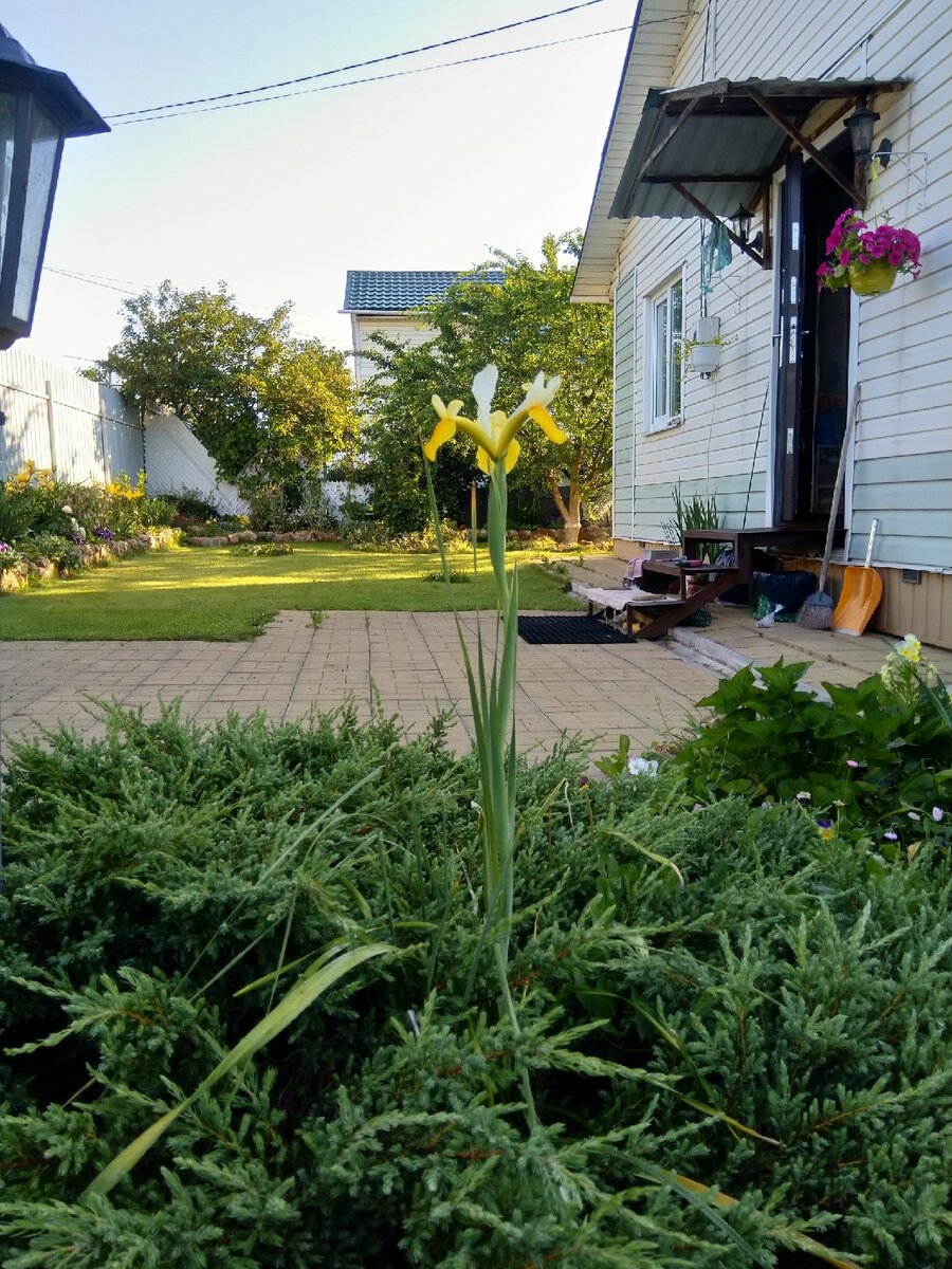 Газон по фасаду