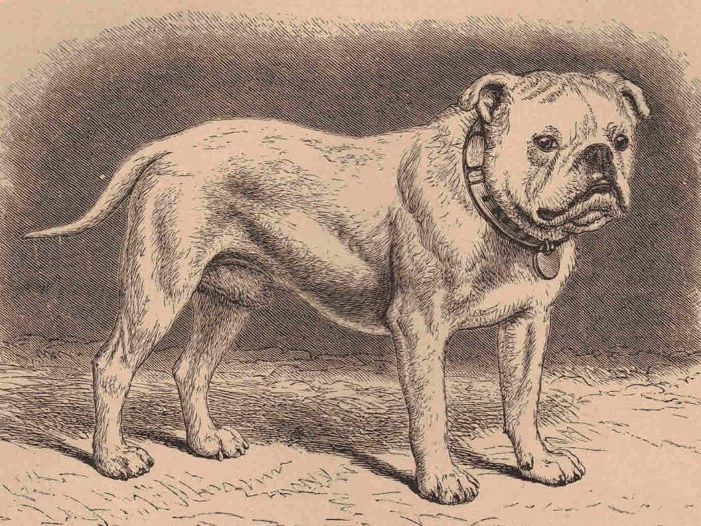 Староанглийский бульдог 18в.