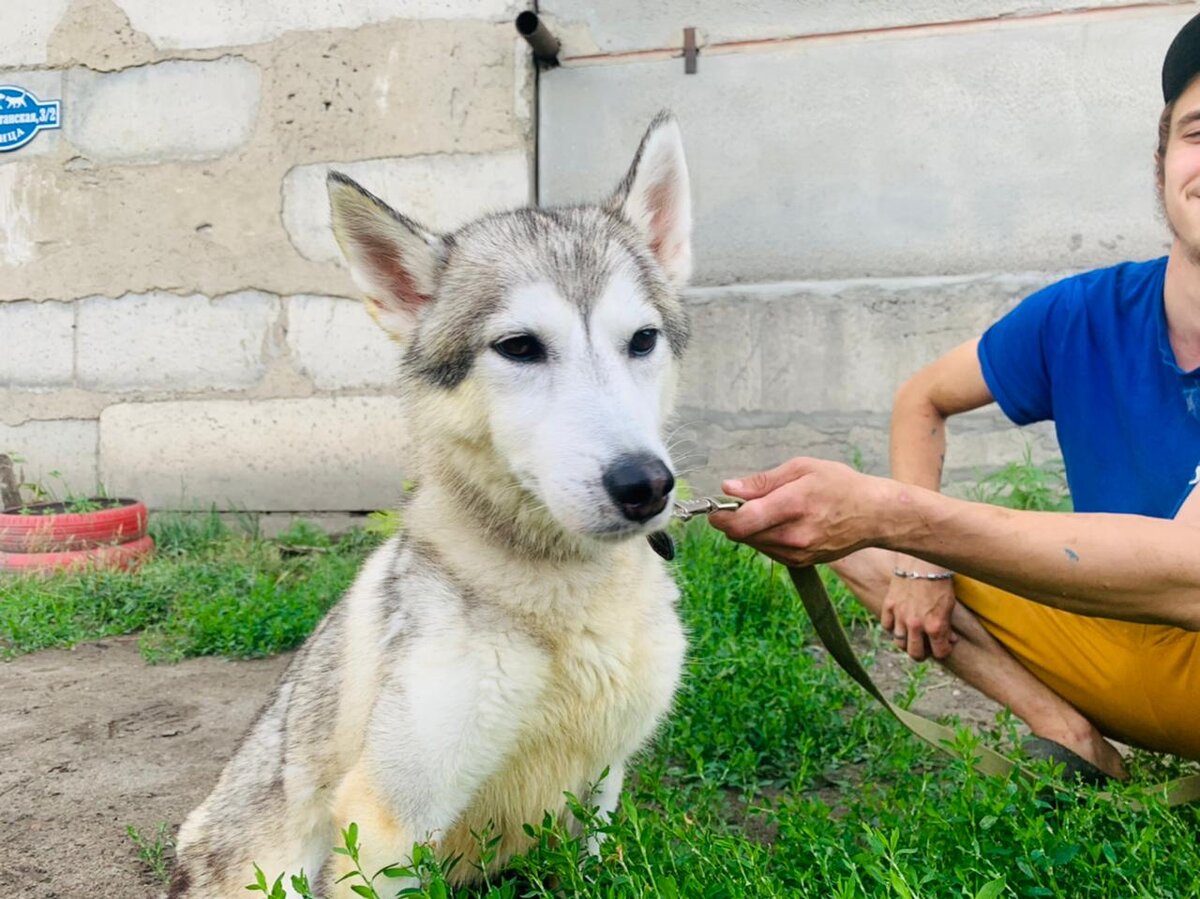 Милый песик 