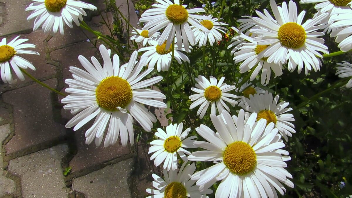 Ромашки 2022 (фото автора)