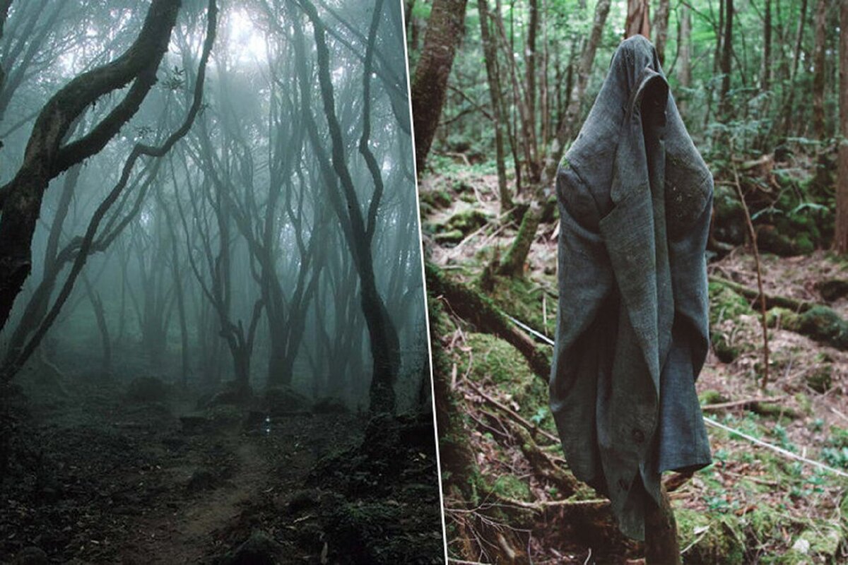 Лес аокигахара фото в японии страшные