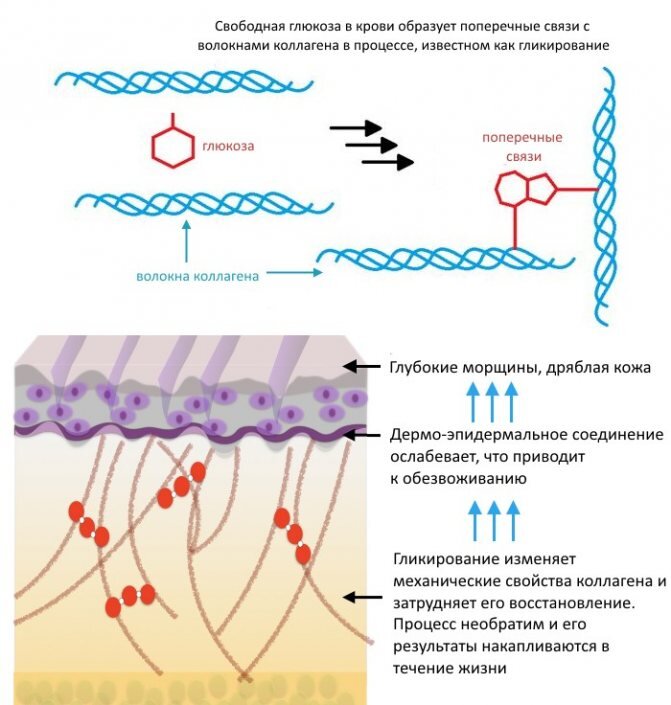 Процесс гликации схематично