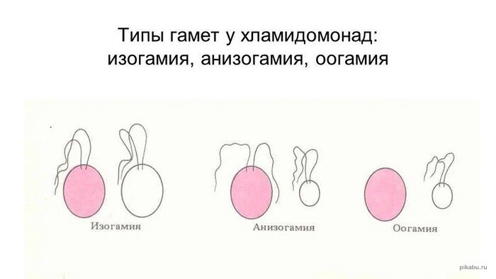 Волосы на лобке ххх (71 фото) - порно и эротика nordwestspb.ru