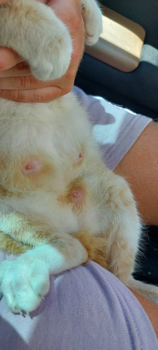 А с виду ещё сама котёнок