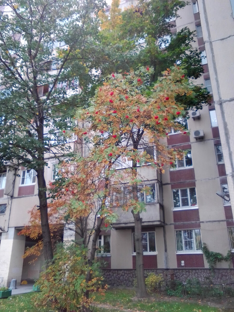Рябина под окном