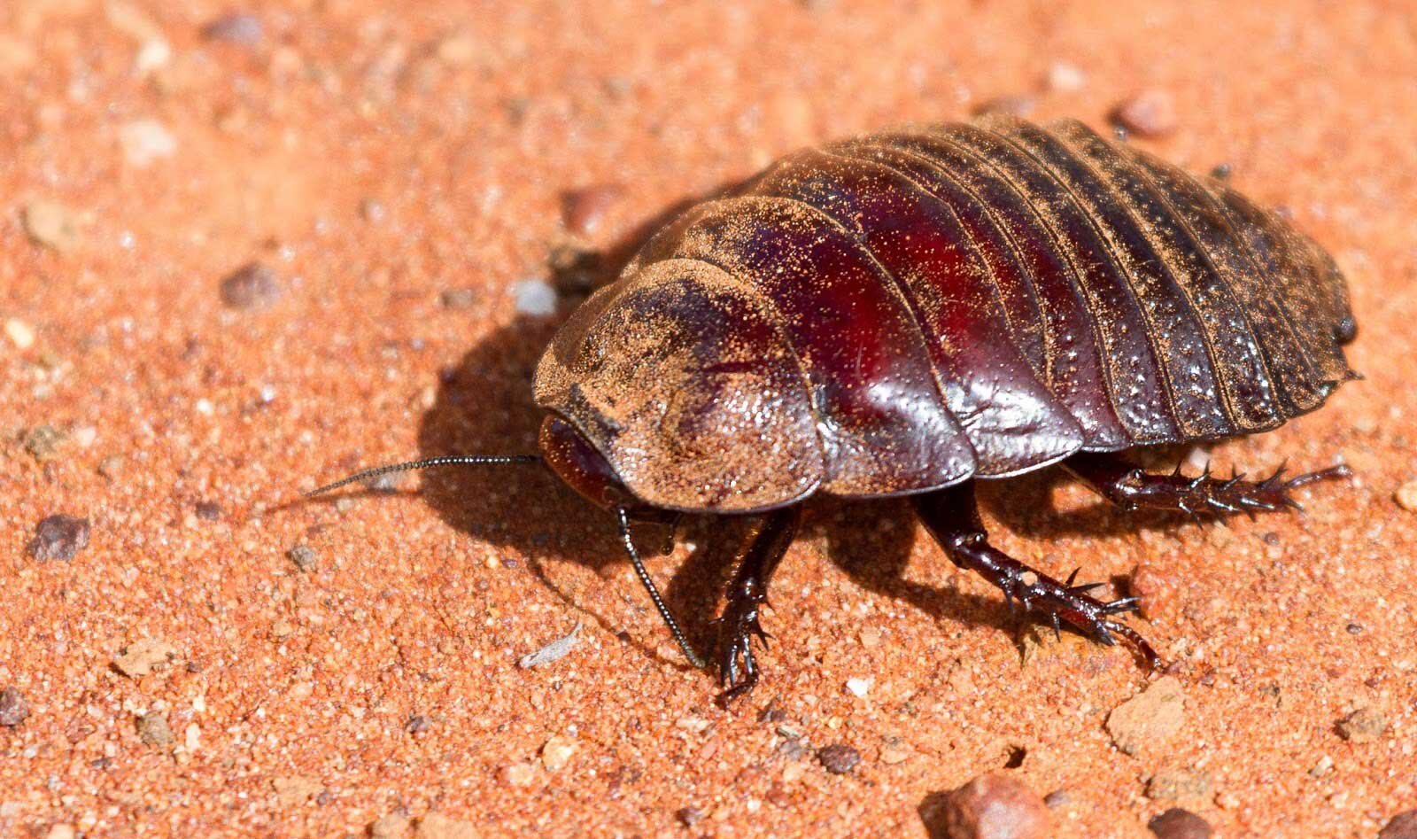 Австралийский таракан носорог