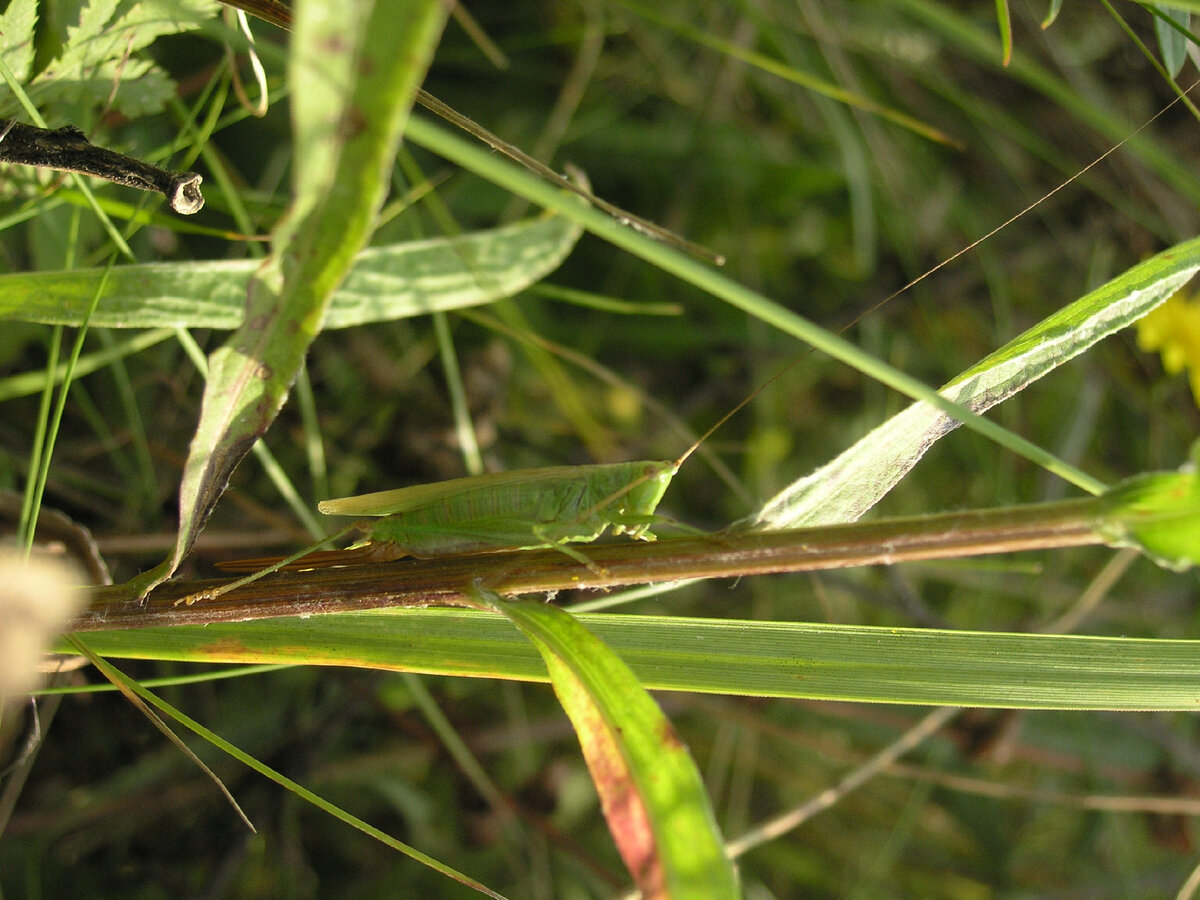 Конусоглав (самка)