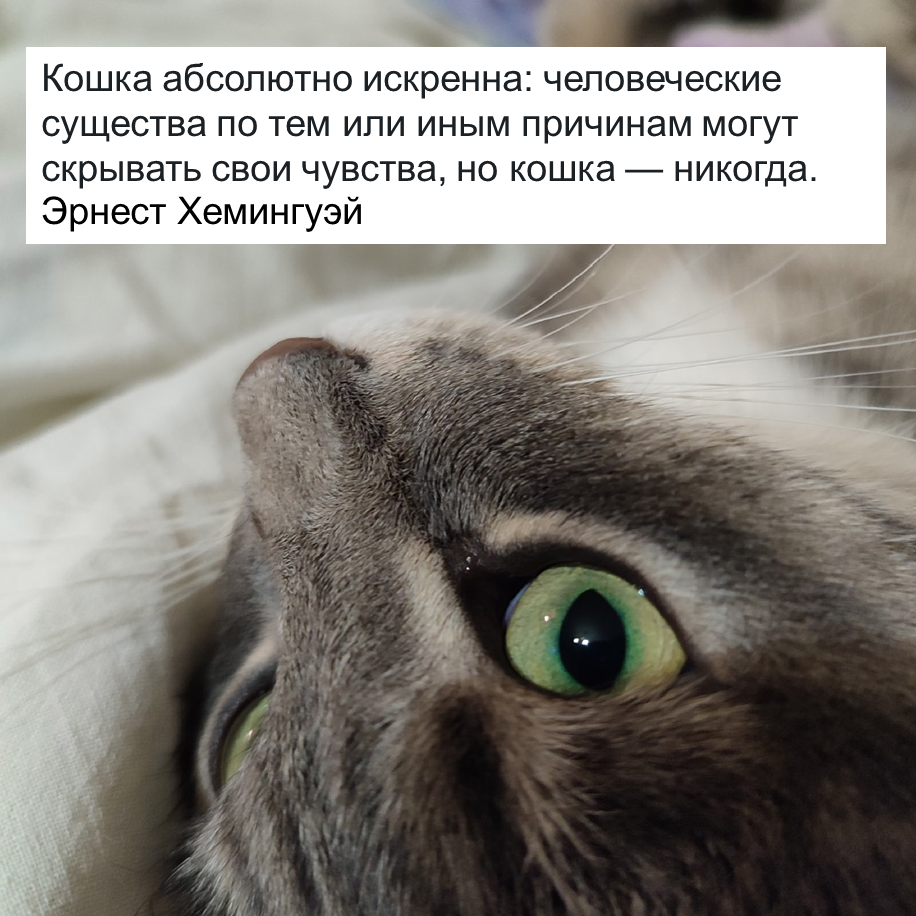 Котик автора