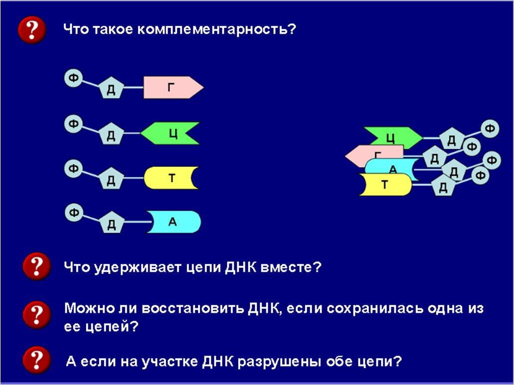 Это второй слайд для опроса-беседы. Первый слайд я использовала как титульный
