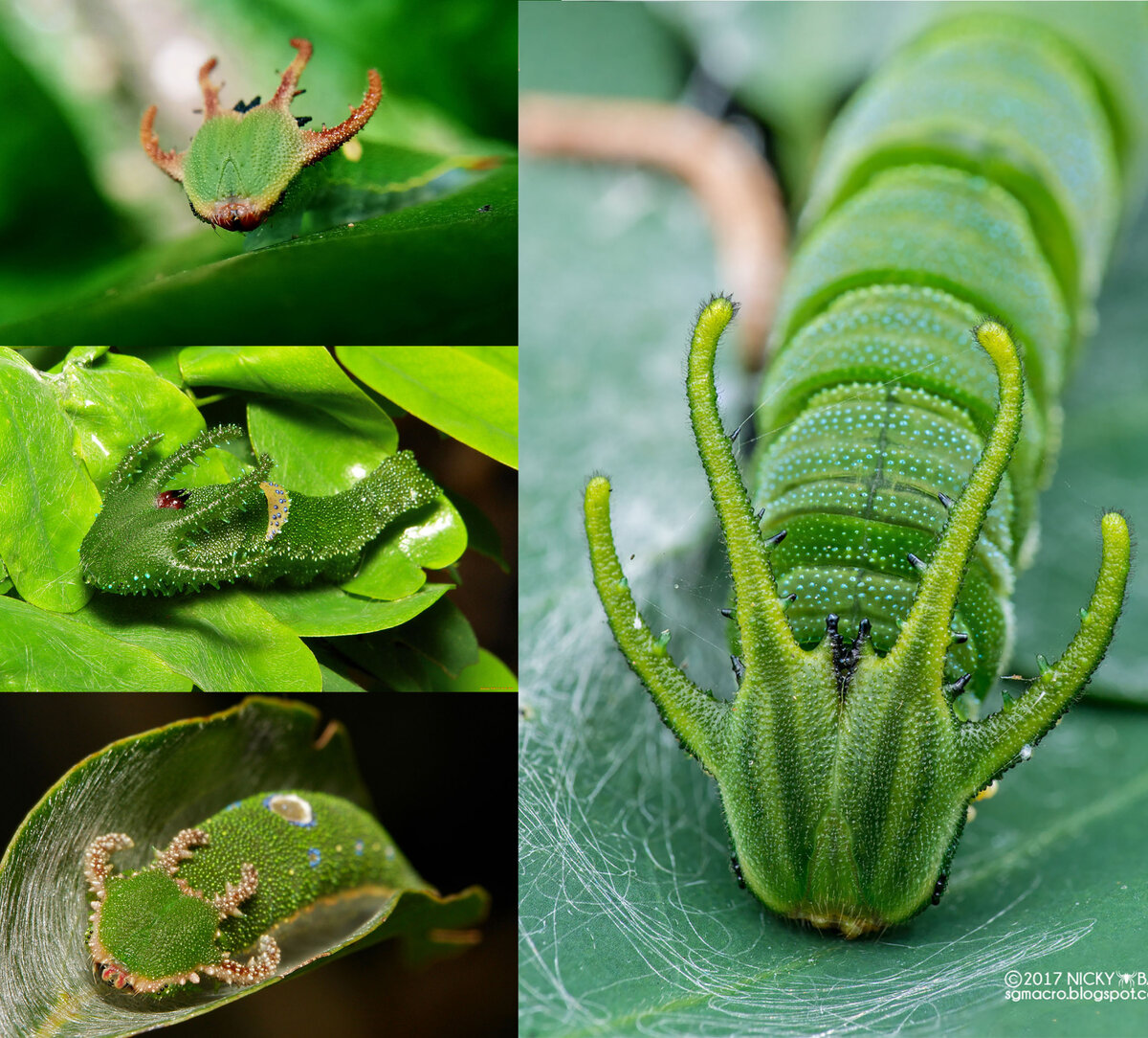 Топ 10 самых необычных и красивых гусениц. | Paleo-end-arthropods  (Доисторическая фауна и членистоногие) | Дзен