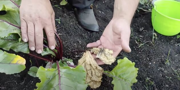 Кадр: Сад жизни / YouTube📷
