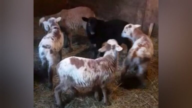    Фермер из Шарлыкского района Константин Никонов разводит овец катунской породы Марина Шарт