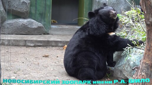 Скачать видео: Гималайская медведица Челси. 01.10.2022