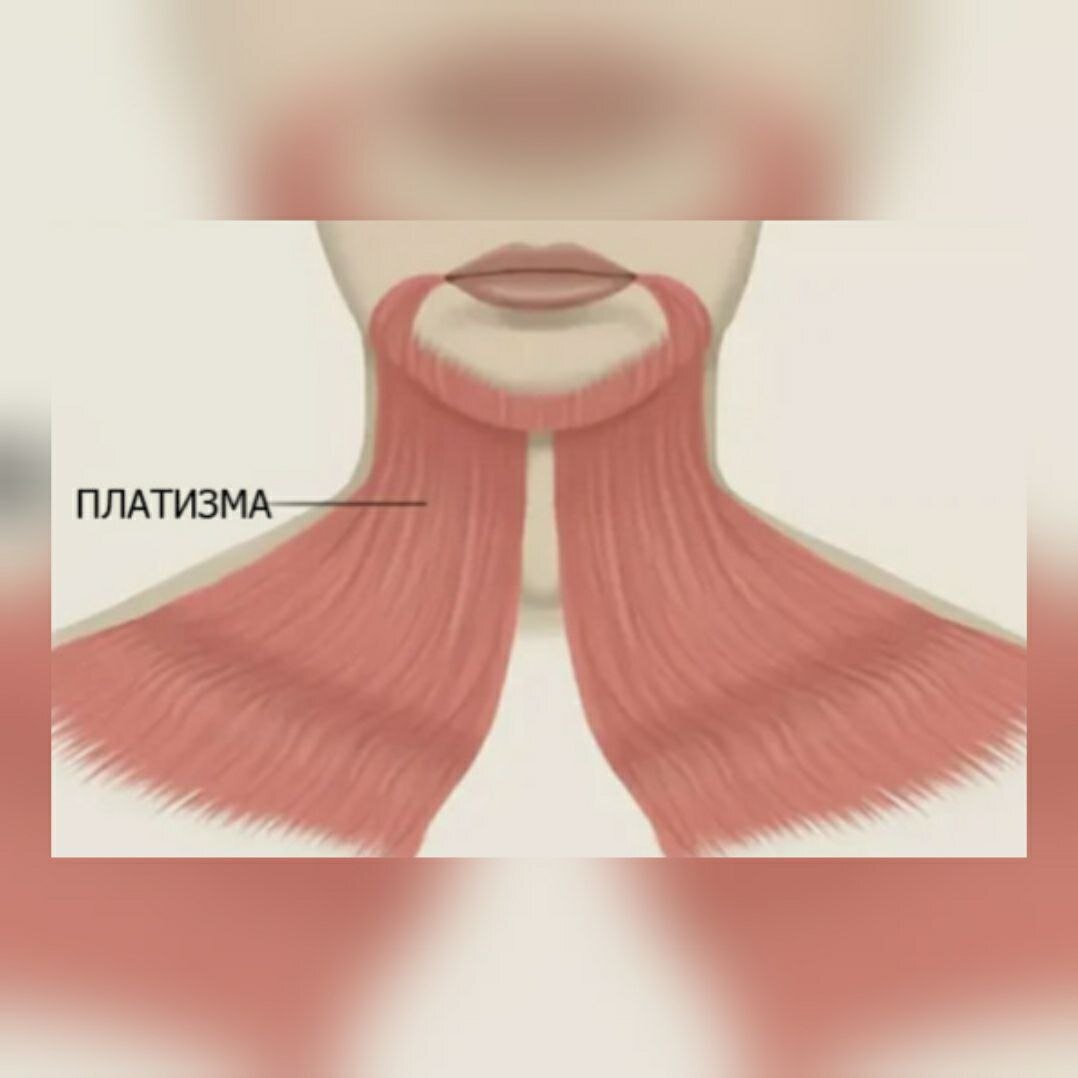 Модель человеческой шеи.
